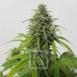 Rapid Bloom AK Auto Seed in Bloom