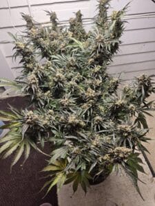 Cafe Racer feminized seeds plant in full bloom with numerous frosty buds and large fan leaves.