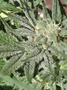 Cafe Racer feminized seeds flower close-up showing heavy resin coating and fine leaf texture.