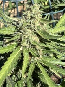 Blue Dream feminized seeds flower head featuring resinous green leaves and a thick central bud.