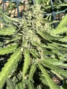 Blue Dream feminized seeds flower head featuring resinous green leaves and a thick central bud.