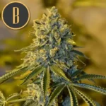 BRUCE BANNER 3