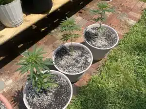 Three Blue Dream cannabis seedlings growing in white containers on a brick surface outdoors.