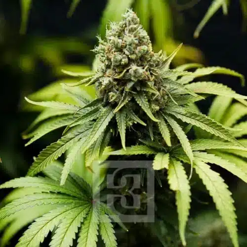 Finest Batch of Bruce Banner #3 Marijuana Seeds