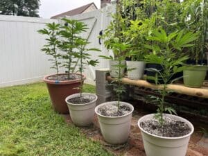 Four young Bruce Banner cannabis plants growing in pots outdoors next to a white garden fence.