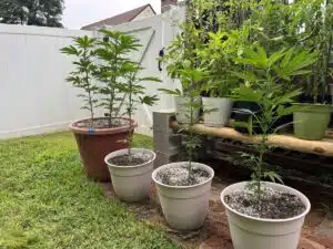 Four young Bruce Banner cannabis plants growing in pots outdoors next to a white garden fence.