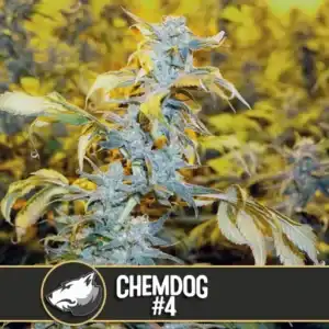 CHEMDOG 4CANNABISSEEDS2 3