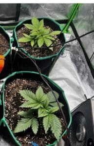 Lush canopy of Chemdog 4 cannabis plants with multiple budding sites in a reflective grow tent.