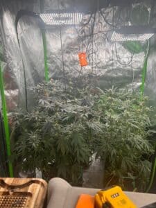 Two dense Chemdog 4 cannabis flowers during the flowering phase in an indoor garden.