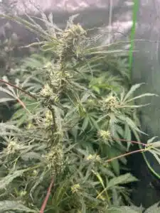 Chemdog 4 cannabis plant flowering in a large pot within a professional indoor cultivation setup.