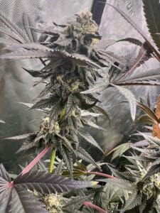 Resinous Chemdog 4 cannabis bud with visible trichomes and orange hairs in a close-up shot.