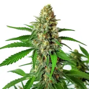 Cherry AK Auto cannabis plant with dense green buds and visible trichomes during the flowering stage.