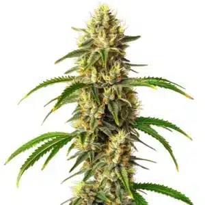 Critical Auto cannabis plant displaying a thick central cola covered in frosty trichomes.