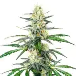Dama Blanca cannabis plant with frosty white trichomes and green leaves.