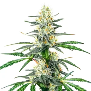 Dama Blanca cannabis plant with frosty white trichomes and green leaves.