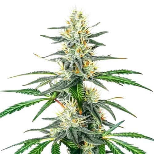 Dama Blanca cannabis plant with frosty white trichomes and green leaves.