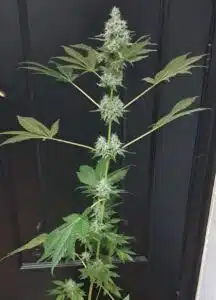 Flowering GG4 feminized seeds cannabis plant with large spiky colas and fan leaves against a black door.