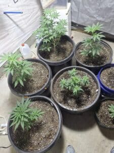 Several young GG4 cannabis plants with vibrant green leaves growing in large black nursery pots indoors.