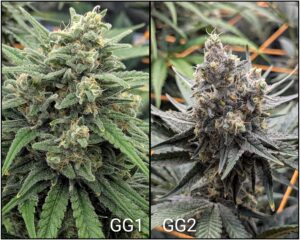 Highly resinous GG4 cannabis bud with dense trichome coverage and light green bracts in an indoor grow.