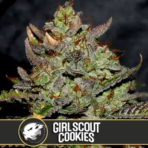 GIRLSCOUTCOOKIESCANNABISSEEDS2 1