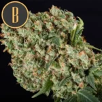 GRANDADDYPURPLEBUD