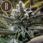 Granddady Purple Seeds