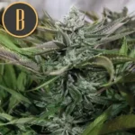 GRANDADDYPURPLEPLANT2
