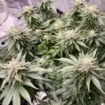 Pure GSC Seeds in Pristine Condition