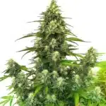 Gorilla Glue #4 Autoflower with dense, sticky buds and a thick trichome layer.