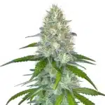 Gorilla Glue #4 Fast Blooming cannabis plant with dense, trichome-coated buds and dark green leaves.