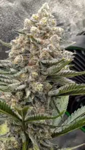 Grandaddy Purple feminized seeds grow gallery featuring a frosty cannabis bud with thick resin coverage and pointed green leaves.