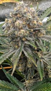 Close-up of a Grandaddy Purple cannabis bud with a thick layer of white crystalline resin.