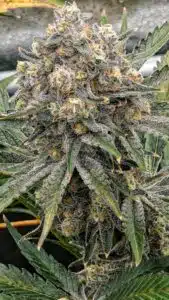 Close-up of a Grandaddy Purple cannabis bud with a thick layer of white crystalline resin.