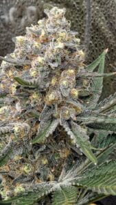 Grandaddy Purple cannabis flower showing dense trichome production and complex floral structure.