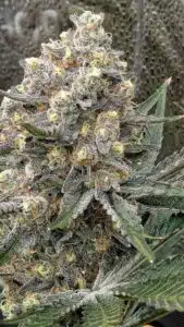 Grandaddy Purple cannabis flower showing dense trichome production and complex floral structure.