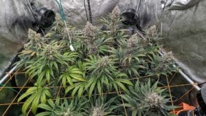 Indoor garden of Grandaddy Purple plants using trellis netting and fans for optimal growth.