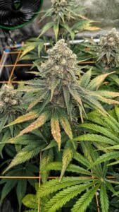 Main bud of a Grandaddy Purple plant with autumn-colored leaves in an indoor cultivation setup.