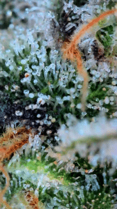 Extreme close-up of Grandaddy Purple cannabis trichomes and orange pistils on a green leaf surface.
