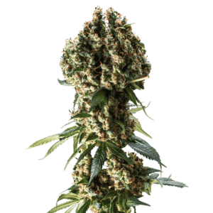 Granddaddy Purple cannabis bud with dense green and purple clusters covered in trichomes and orange hairs.