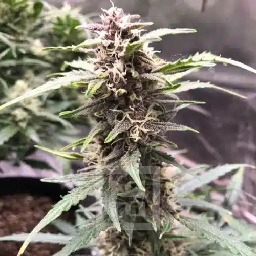 Purple Grizzly Autoflowering in Bloom