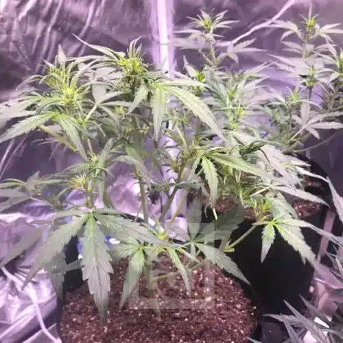 Purple Grizzly Auto Flowering Stage