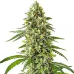 Guanabana cannabis plant with elongated buds and thick trichome coverage.