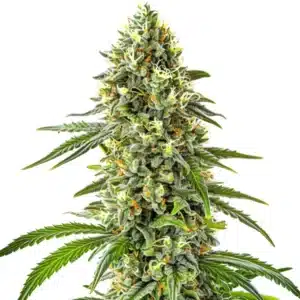 Guanabana cannabis plant with elongated buds and thick trichome coverage.