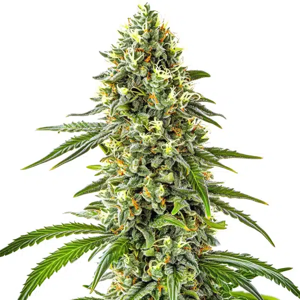 Guanabana cannabis plant with elongated buds and thick trichome coverage.