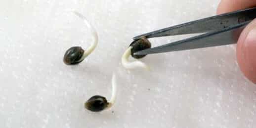 HOW_TO_GERMINATE_MARIJUANA_SEEDS_PROPERLY_VIDEO