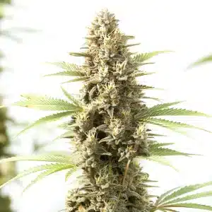 Kyle’s Sweet Island Cannabis Strain