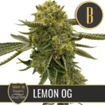 LEMONOGCANNABISPLANT 1
