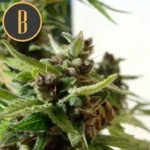 MAMBANEGRAAUTOCBDCANNABISPLANT1
