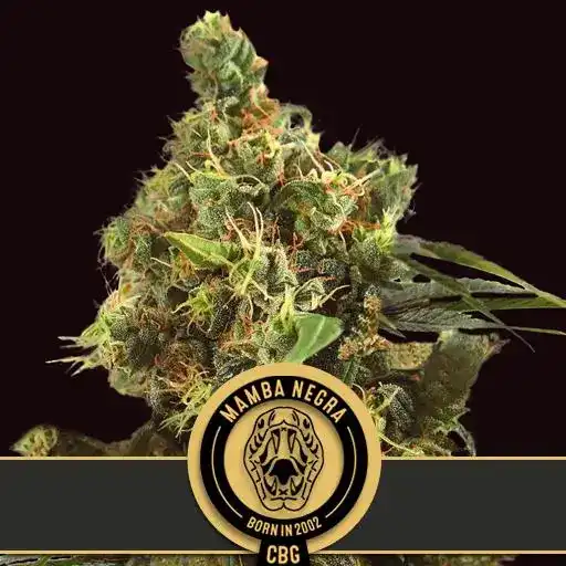 Mamba Negra CBG Marijuana Seeds