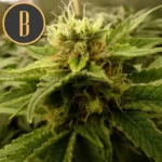 MAMBANEGRAPLANT1 938deb12 35f8 44bd acc7 e5790fd0bb94